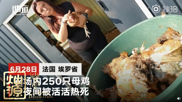 法國農場母雞熱死 下一個可能就是辦公室里的你了